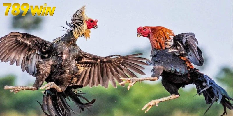 Khái niệm trực tiếp đá gà hôm nay