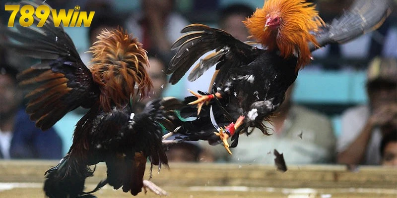 Loại hình đá gà phổ biến