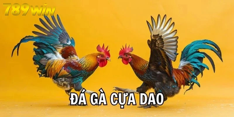 Lý do đá gà dao Mỹ gây sốt hiện nay