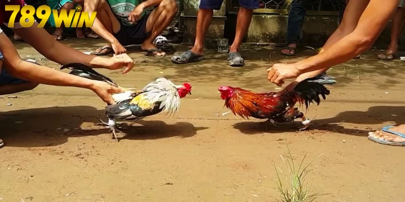 Rất nhiều cửa chơi đá gà đang đợi bạn