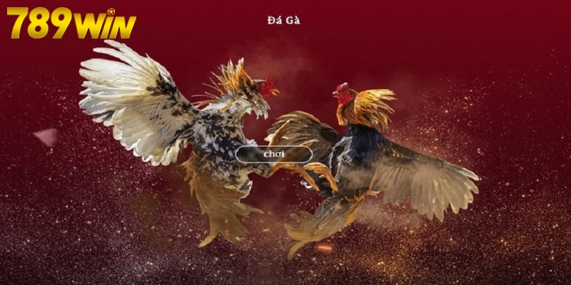 Sơ lược về đá gà trực tuyến