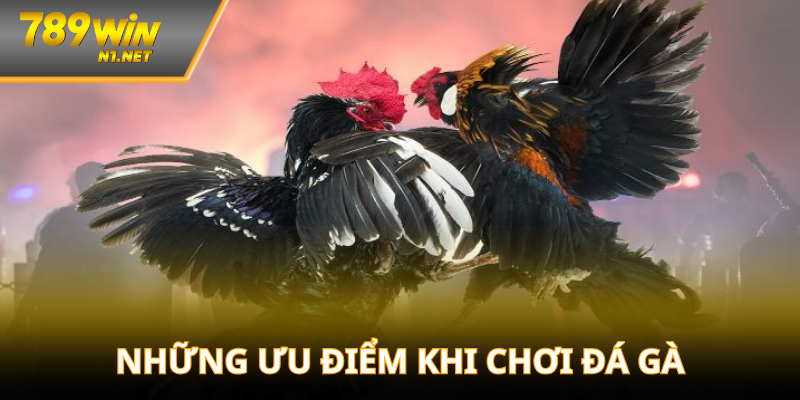 Những ưu điểm khi tham gia đá gà