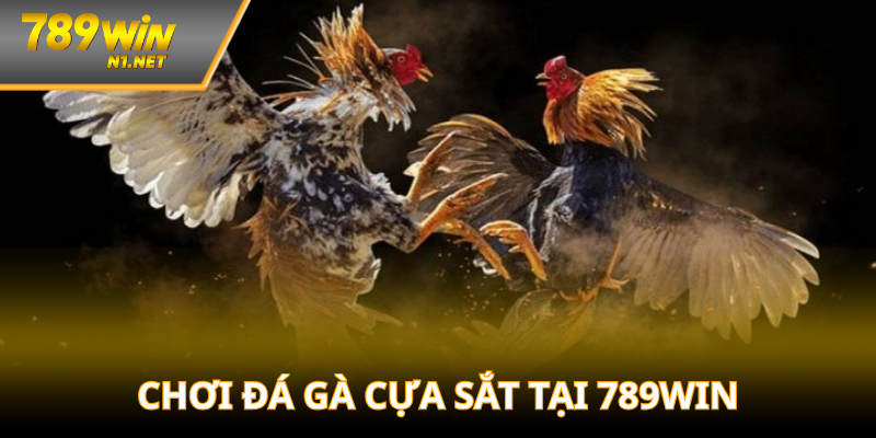 Cách tham gia đá gà nhanh, đơn giản