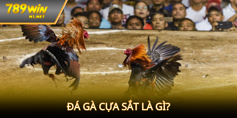 Giới thiệu thông tin về đá gà cựa sắt mới nhất