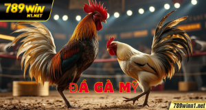 Đá Gà Mỹ Có Gì Hot? Điểm Đặc Biệt Và Kinh Nghiệm Tại 789win