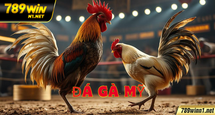 Đá Gà Mỹ Có Gì Hot? Điểm Đặc Biệt Và Kinh Nghiệm Tại 789win
