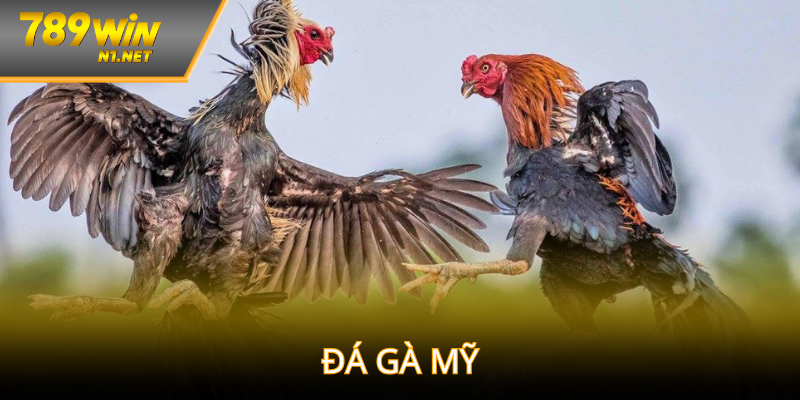 Đá Gà Mỹ Có Gì Hot? Điểm Đặc Biệt Và Kinh Nghiệm Tại 789win