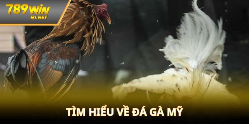 Tìm hiểu thông tin đá gà Mỹ là gì