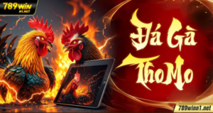 Đá Gà Thomo – Trường Gà Biên Giới Đầy Kịch Tính tại 789win