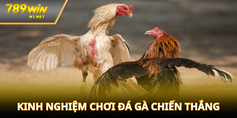 Các kinh nghiệm đá gà chiến thắng từ cao thủ