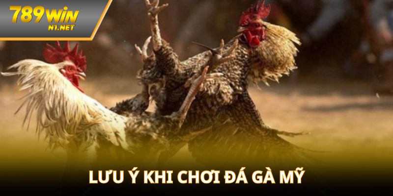 Lưu ý cần nhớ khi chơi đá gà Mỹ