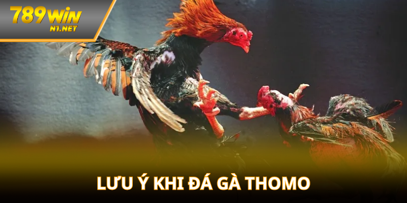 Các lưu ý quan trọng khi tham gia đá gà trực tuyến