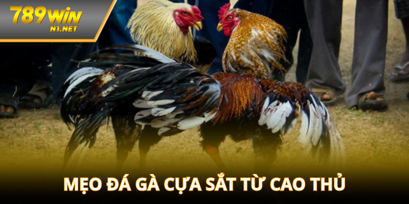 Các mẹo chơi chiến thắng từ các cao thủ đá gà
