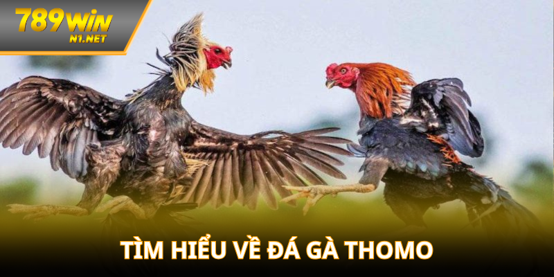Tìm hiểu chi tiết cho người mới về đá gà thomo